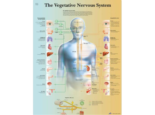 Plakat Autonome Nervesystemet 50x67cm Laminert