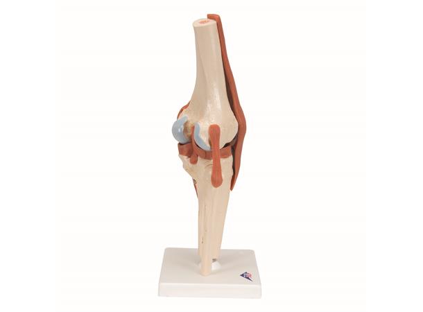 3B Functional Human Knee Joint Ligaments & Marked Cartilage