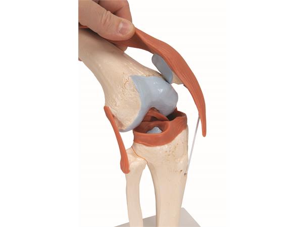 3B Functional Human Knee Joint Ligaments & Marked Cartilage