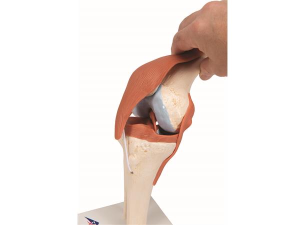 3B Functional Human Knee Joint Ligaments & Marked Cartilage