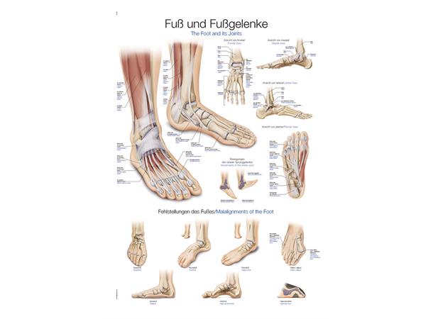 Plakat Foot and Ankle AL555