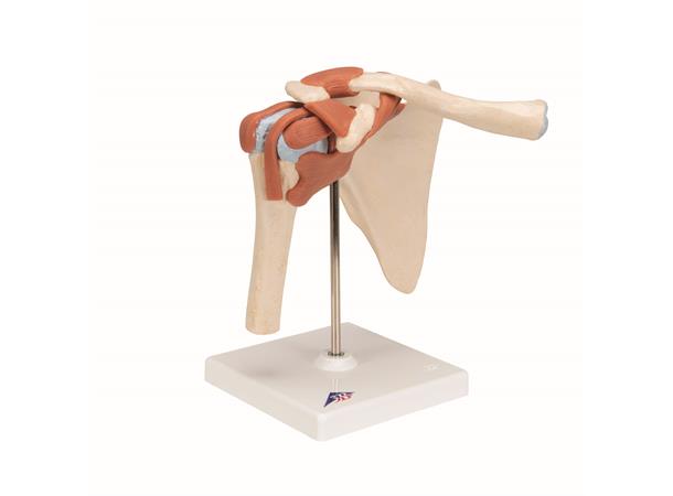 3B Deluxe Functional Shoulder Joint Physiological Movable