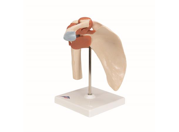 3B Deluxe Functional Shoulder Joint Physiological Movable