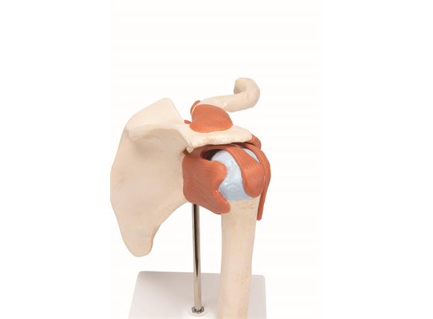 3B Deluxe Functional Shoulder Joint Physiological Movable