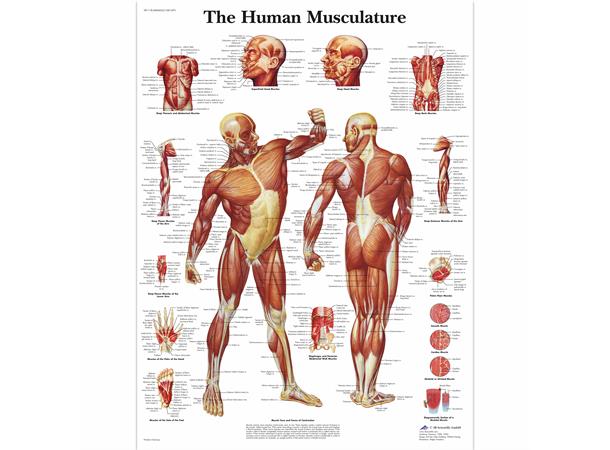 Plakat Menneskets Muskler 50x67 cm Laminert