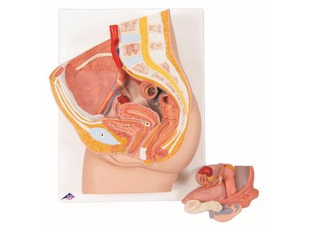 3B Female Pelvis in Median Section 2 Part