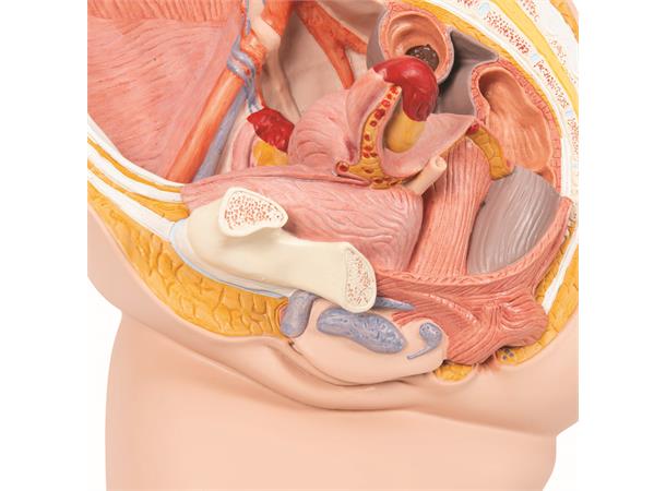 3B Female Pelvis in Median Section 2 Part