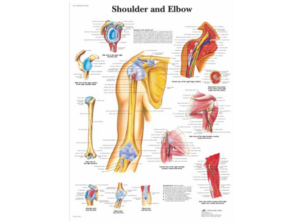 Plakat Shoulder and Elbow 50x67 cm Laminert