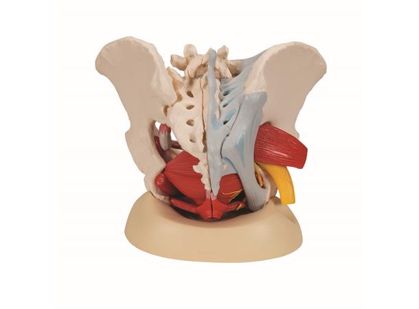 3B Human Female Pelvis