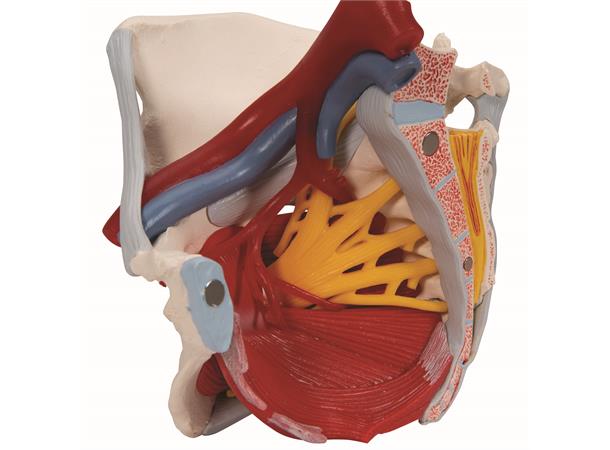 3B Human Female Pelvis