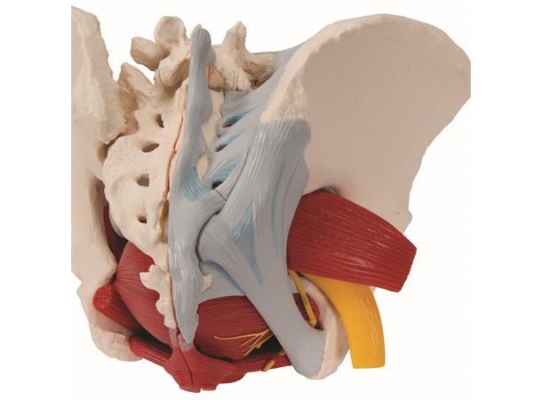 3B Human Female Pelvis