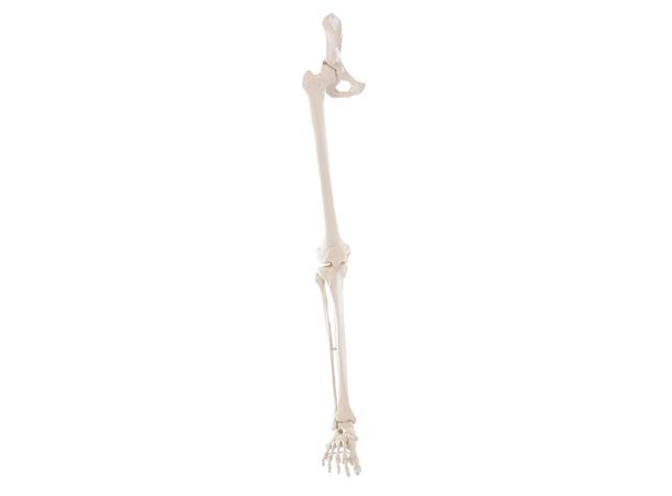 Skelet 6069 av ben m/ halvt bækken