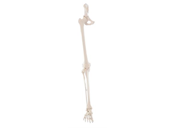 Skelet 6069 av ben m/ halvt bækken