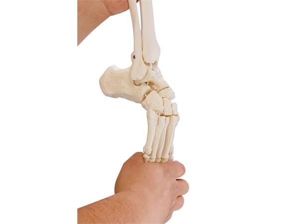 Fodskelet m/ Tibia og Fibula Fleksibel