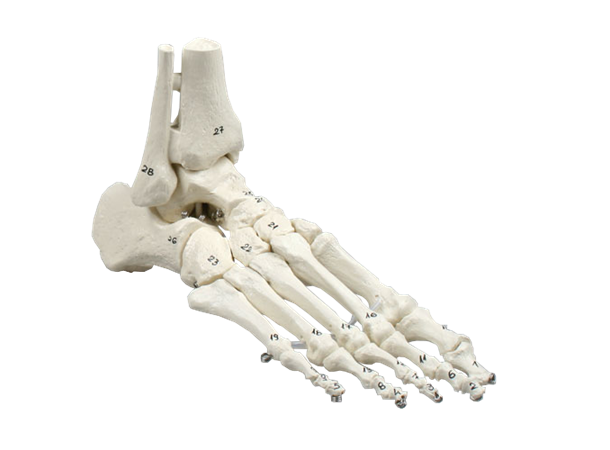 Skelet af fod m/tibia og fibula 6057 Fleksibel og nummeret.
