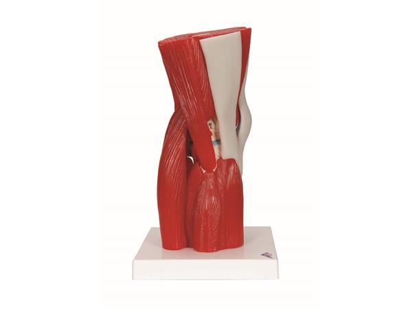 3B Knee Joint with Removable Muscles 12 parts