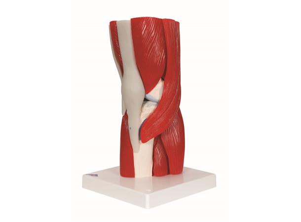 3B Knee Joint with Removable Muscles 12 parts