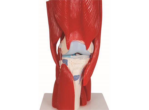 3B Knee Joint with Removable Muscles 12 parts