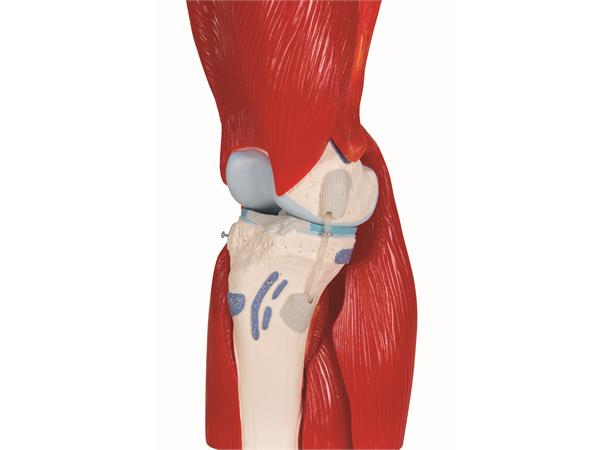 3B Knee Joint with Removable Muscles 12 parts