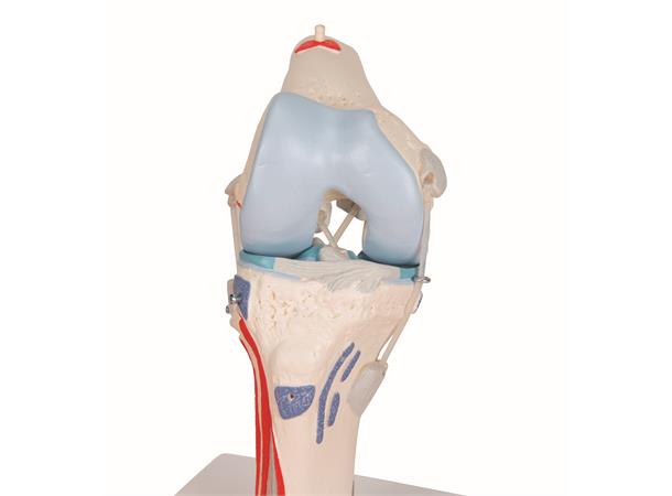 3B Knee Joint with Removable Muscles 12 parts