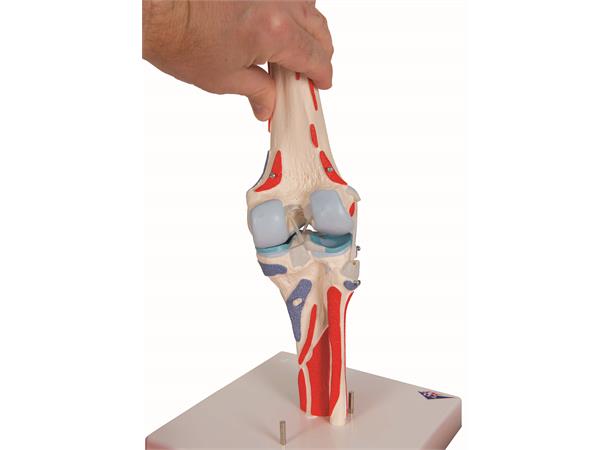3B Knee Joint with Removable Muscles 12 parts