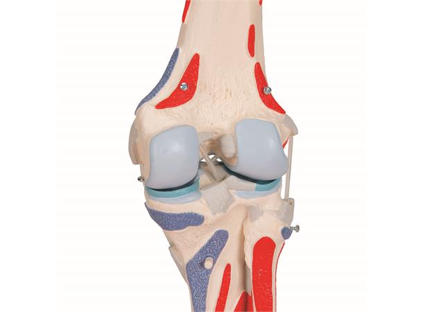 3B Knee Joint with Removable Muscles 12 parts