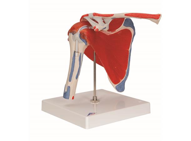 3B Shoulder Joint With Rotator Cuff 5 part