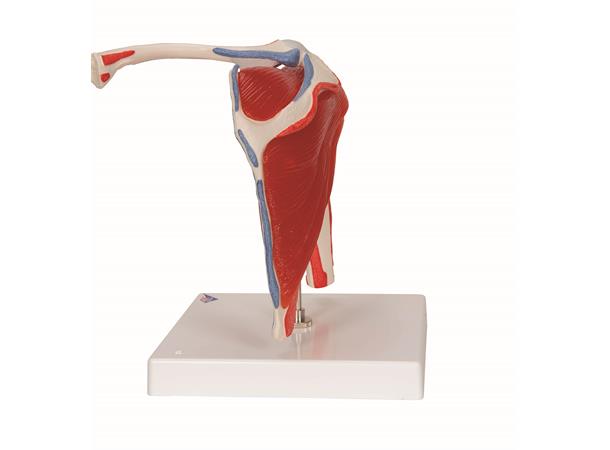 3B Shoulder Joint With Rotator Cuff 5 part
