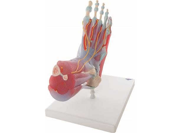 3B Fotskjelett m/ Muskler og Ligamenter