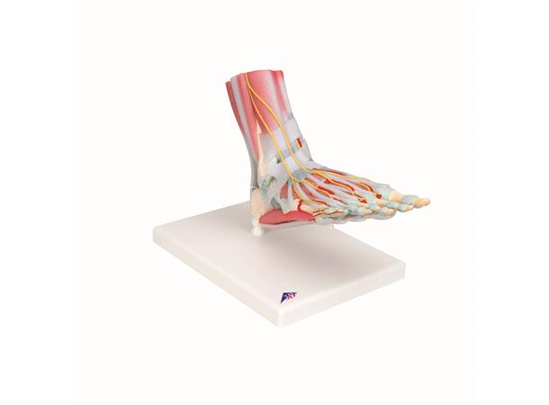 3B Fotskjelett m/ Muskler og Ligamenter
