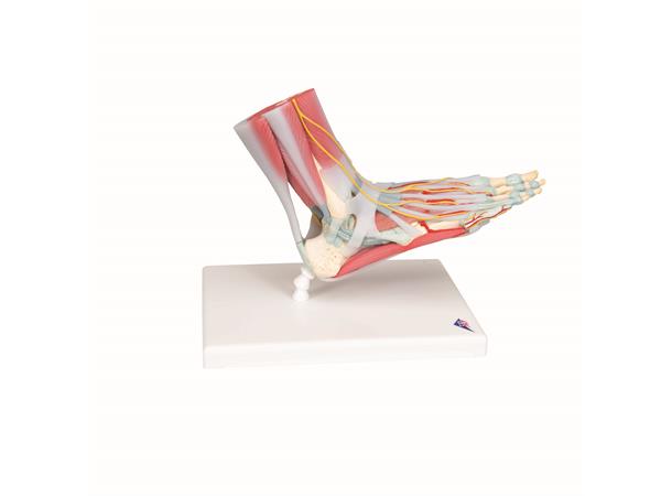 3B Fotskjelett m/ Muskler og Ligamenter