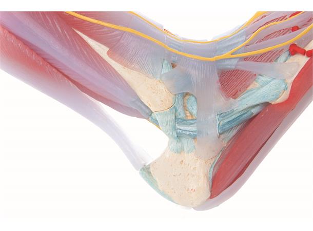 3B Fotskjelett m/ Muskler og Ligamenter