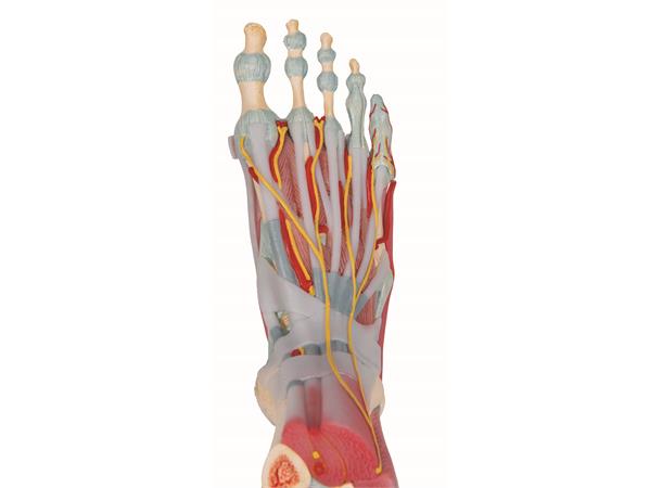 3B Fotskjelett m/ Muskler og Ligamenter