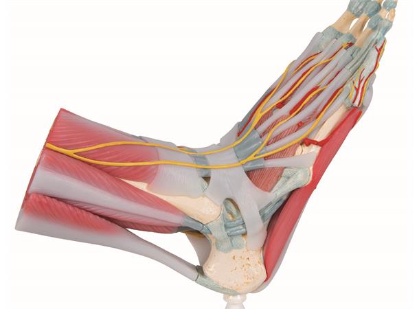 3B Fotskjelett m/ Muskler og Ligamenter