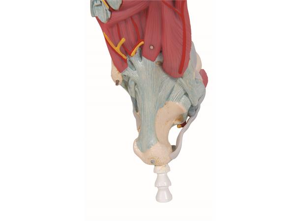 3B Fotskjelett m/ Muskler og Ligamenter