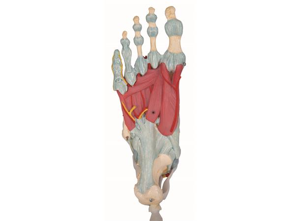 3B Fotskjelett m/ Muskler og Ligamenter