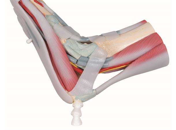 3B Fotskjelett m/ Muskler og Ligamenter