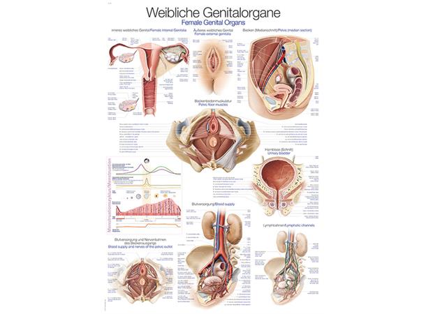 Plakat Kvinnelige Kjønnsorganer 70 x 100 cm