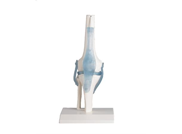 Kne m/ ligament & Stativ. Modell 4552