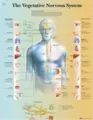 Plakat Autonome Nervesystemet 50 x 67 cm Laminert