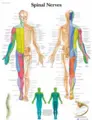 Plakat Spinal Nerves 50 x 67 cm Laminert