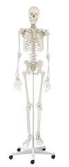 Skjelett Willi Full St&#248;rrelse 176 cm Med stativ