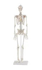 Mini-Skellet Patrick