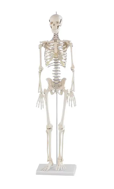 Mini-Skellet Patrick 