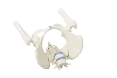 Kvindeb&#230;kken m/ hofteled og l&#230;ndehvirvle 4059