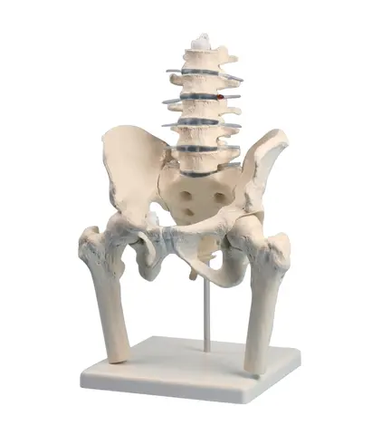 Rygsøjle og bækkenparti m/hofteben 4045