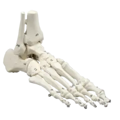 Skelet af fod m/tibia og fibula 6057 Fleksibel og nummeret.
