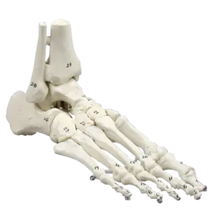Skelet af fod m/tibia og fibula 6057 Fleksibel og nummeret.