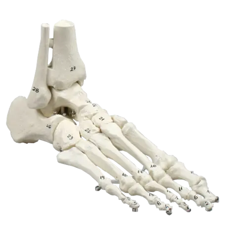 Skelet af fod m/tibia og fibula 6057 Fleksibel og nummeret.
