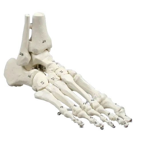 Skelet af fod m/tibia og fibula 6057 Fleksibel og nummeret. 